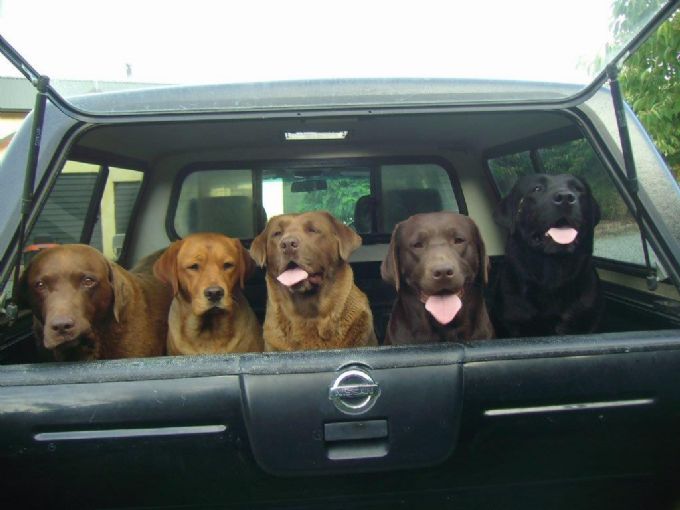 Nzkc best sale labrador breeders