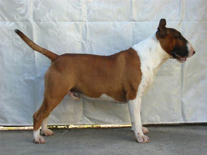 Raiden bull terriers cheap